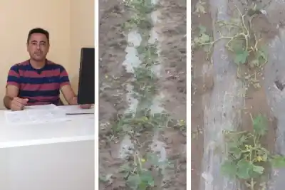 El granizo les arruinó la cosecha a los productores de Fernández, pero no en todos lados