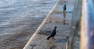 El río no es el problema: las tormentas que pueden anegar estos barrios de Rosario