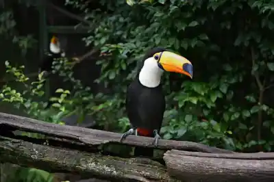 Un tucán vivía como mascota en una casa de Tucumán: el operativo que lo devolvió a las yungas