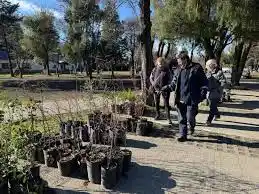 Mina Clavero reparte árboles gratis: qué hay que tener en cuenta antes de plantarlos en la vereda