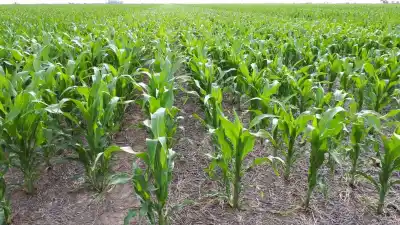 "El maíz temprano se juega su última carta en el centro norte santafesino: el número que ilusiona al agro"