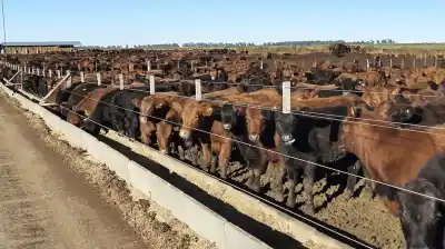 Los corrales argentinos no se vaciaron: la decisión que cambió el negocio de la carne