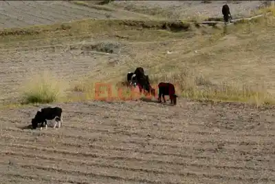 Le robaron 9 novillos valuados en $20 millones: el desahogo del productor entrerriano
