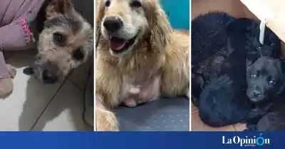 Gorda dejó la calle después de años, pero todavía necesita algo urgente para dormir