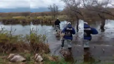 Doce vacas quedaron atrapadas en una isla del Chimehuín: la maniobra que las salvó
