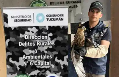 Rescataron un carancho en pleno centro: dónde apareció y qué pasará con él