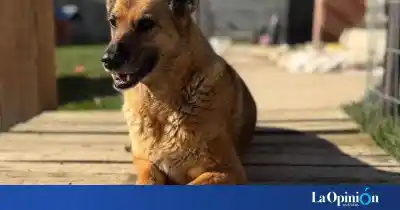 Se perdió en Río Gallegos y no ve bien: su familia pone $100.000 para quien la encuentre