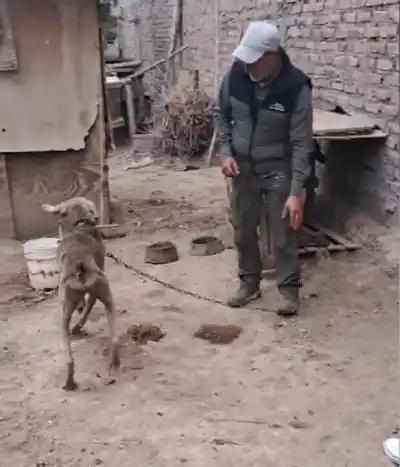 Vecinos dieron el alerta y los rescataron: los perros vivían entre sus propios desechos