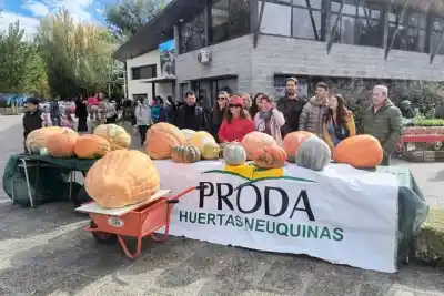 El zapallo que se mide con cinta: la nueva categoría que desvela a los vecinos de Neuquén