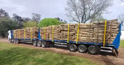 Los bitrenes que ya ruedan por el sur de Santa Fe: 75 toneladas por viaje y una cuenta que mira el bolsillo