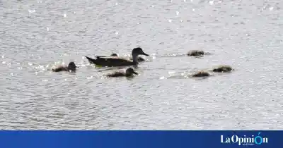 Cinco pichones aparecieron en una laguna de Río Gallegos y los vecinos no pueden dejar de mirarlos