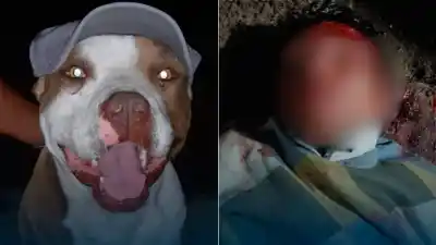 Un perro defendió la casa de su familia y ahora enfrentan amenazas de represalia