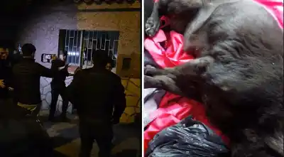 Ahorcó a su perra y la dejó agonizando en una bolsa: los vecinos no lo perdonaron