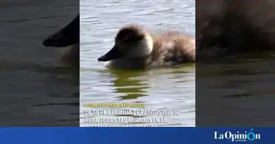 Una pareja de patos y sus cinco pichones se instalaron en plena ciudad y nadie puede dejar de mirarlos