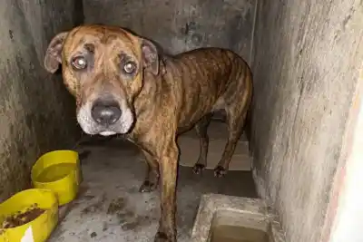 Los perros vivían en la calle y ahora no volverán con su dueño