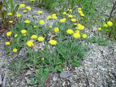 La maleza que puede dejar sin pasto a los campos fueguinos ya tiene quién la combata