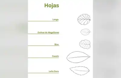 Tierra del Fuego ya tiene su primera guía de árboles: cinco especies para reconocer en las áreas protegidas