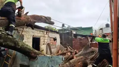 Un eucalipto se vino abajo sobre dos casas en Rosario: la familia estaba durmiendo