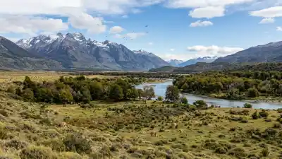Compraron 70.000 hectáreas y echaron a 25.000 vacas: el motivo que hoy protege a los pumas de la Patagonia