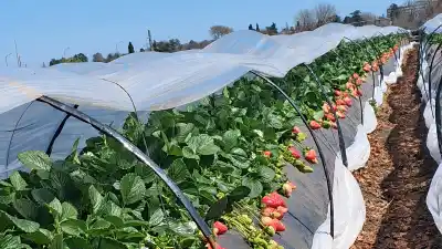 En plena zona sojera, un pergaminense duplicó su producción de frutillas: qué variedad importó