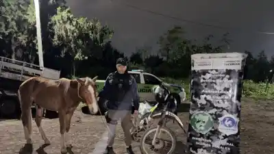 Denunció que le robaron dos animales y la Policía apareció en un camino vecinal de Banda del Río Salí