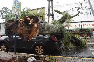 El error que convierte a un árbol de Posadas en una bomba durante cada tormenta