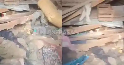 El abuelo que no quería dejar a sus siete perros ya está internado: qué pasará con los animales