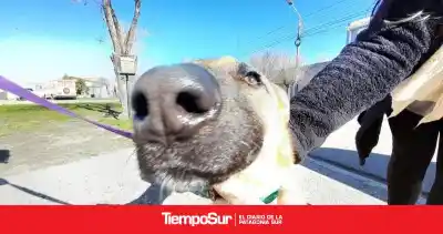 El castramóvil se instaló en El Carmen: los turnos que quedan y el número que preocupa a los vecinos