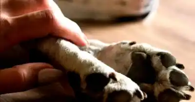 Río Gallegos debate qué hacer con los restos de las mascotas: la propuesta que llegó al Concejo