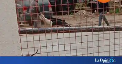 Dos pitbulls merodeaban el jardín de infantes: la escena que alertó a todo un barrio de Caleta Olivia