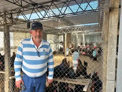 El productor de huevos azules más austral del mundo: el frío le juega una mala pasada