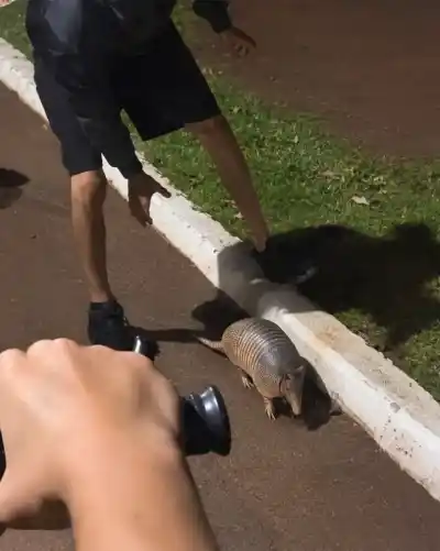 Acorralaron a un tatú negro en Puerto Esperanza y el video desató una ola de repudio