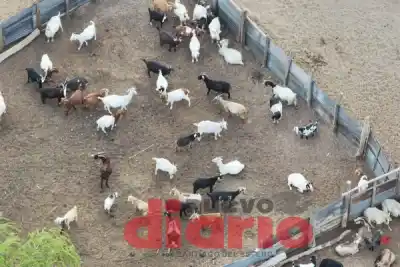 Quince cabras desaparecieron del corral y la dueña apunta a un hombre de La Balanza