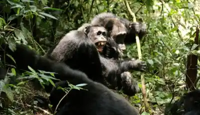 Una división mortal entre antiguos aliados deja a la ciencia perpleja: lo que encontraron en la selva