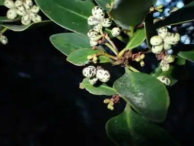 Tierra del Fuego estrena guía de flora: cinco árboles que todos deberían reconocer