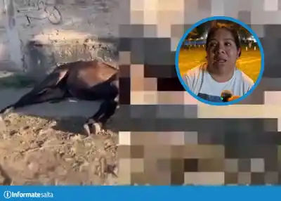 Salvador Mazza: hallaron muerto a su potrillo en la vía pública y una decisión de la Municipalidad desató la polémica