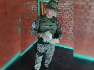 Entraron al baño de una escuela de San Vicente y se toparon con dos lechuzas: una estaba herida