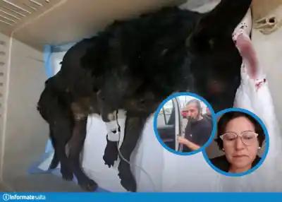 Quedó internado en el Ragone por atacar a "Negrita": qué dice la ley sobre su caso