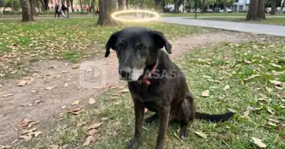 Negrita no resistió: la desgarradora despedida de la proteccionista que la acompañó hasta el final
