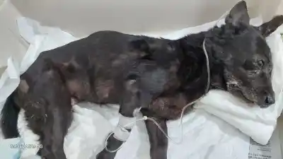 Golpeó a su perra hasta dejarla al borde de la muerte: ahora la Justicia busca que pague por lo que hizo