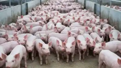 El kilo de bondiola que llega de Brasil cuesta casi la mitad que el misionero: la alerta que encendió Cofra