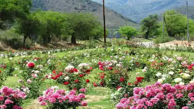 Villa de las Rosas se llena de música y flores: quiénes tocan hoy y quiénes cierran