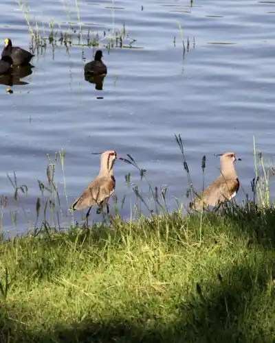 El lago San Roque se llena de especialistas y fotógrafos: el plan gratuito que arranca a las 9