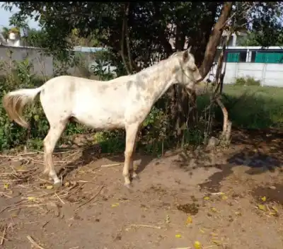 Robaron un preciado caballo peruano en Monteros