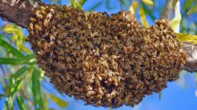 Aparece un enjambre de abejas en tu casa: el error que casi todos cometen antes de llamar a Bomberos