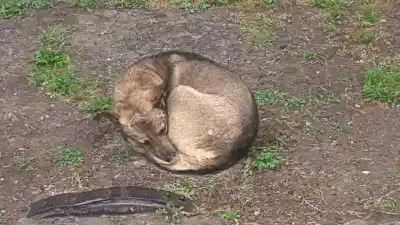 Un perro pasa frío en barrio San Martín y nadie lo ayuda: la imagen que duele en Jujuy
