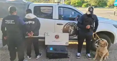 La perra que olfateó un cargamento oculto en un micro de turismo