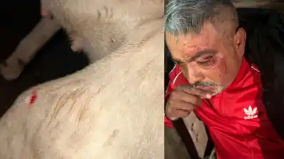 Fue a defender a su perro y terminó con cortes en la cara: quiénes atacaron en Añatuya