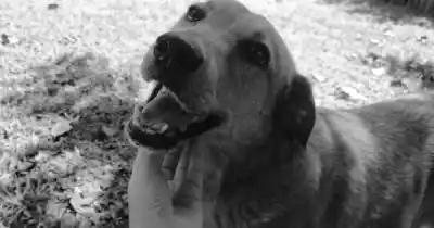 Buscó a su perrita durante una semana: dónde la encontró