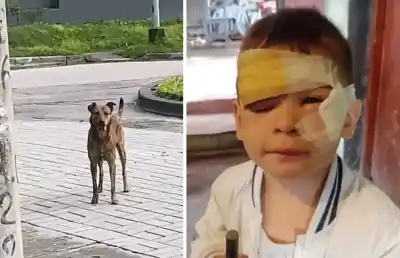 Un perro entró a su casa y lo que le hizo al niño dejó a la familia en estado de shock